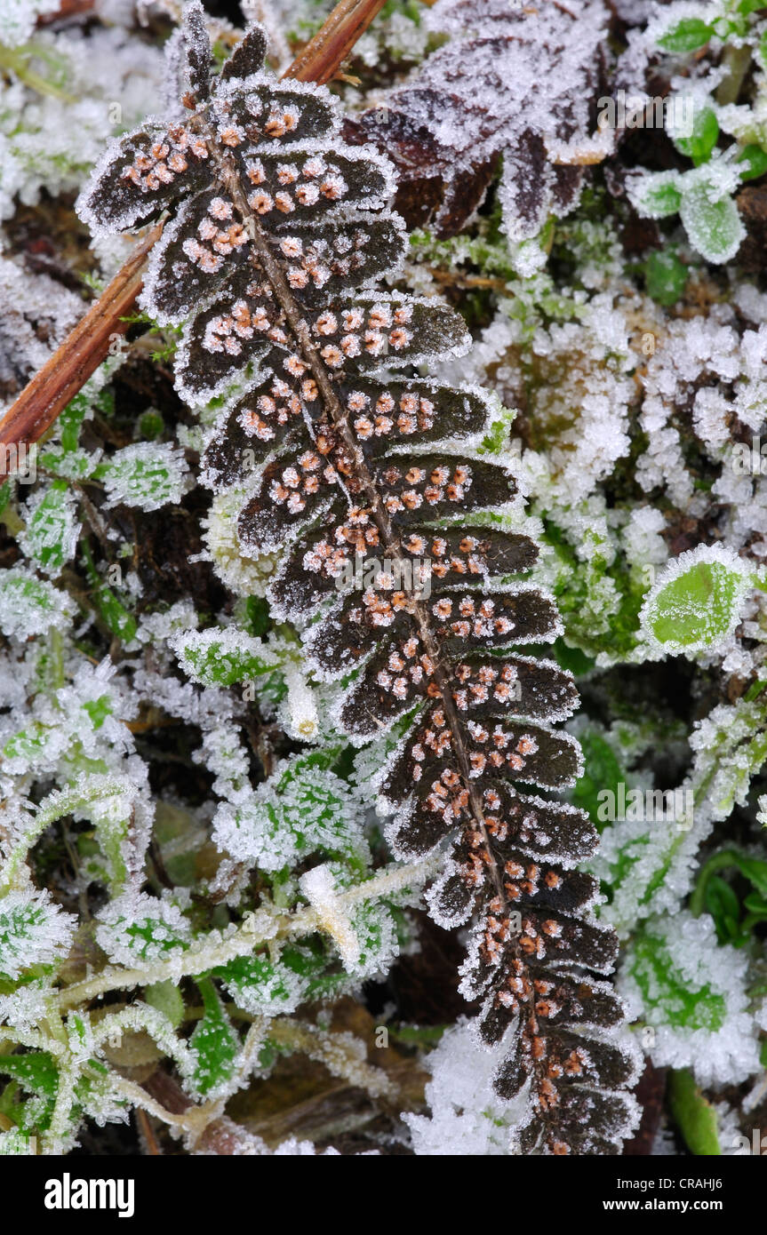 A frosted fern with spore capsules UK Stock Photo