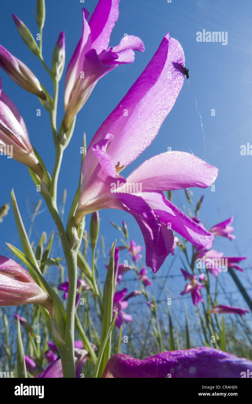 Wild gladioli hires stock photography and images Alamy