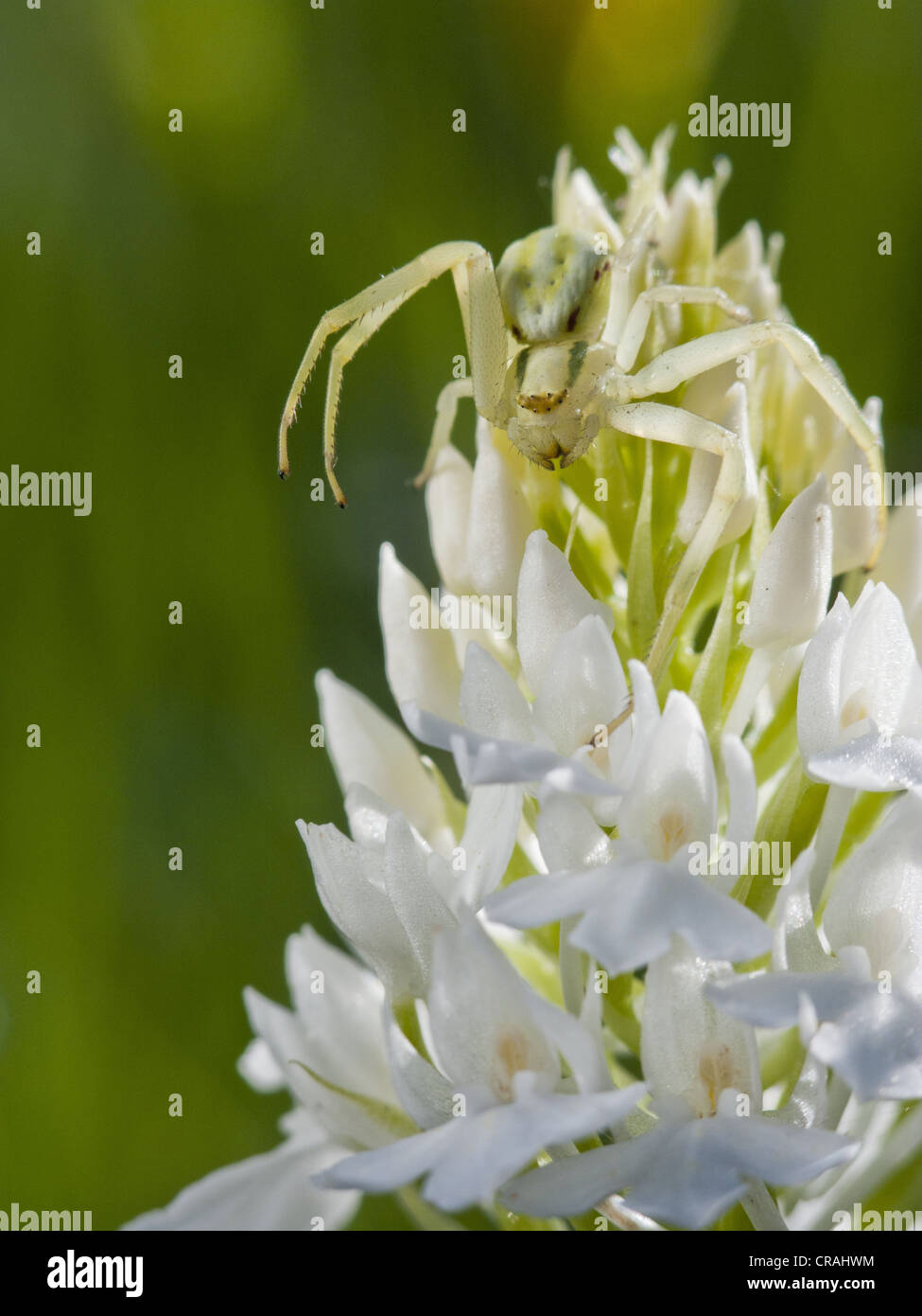 Spider lurking on an Anacamptis pyramidalis, spontaneous orchid Stock ...