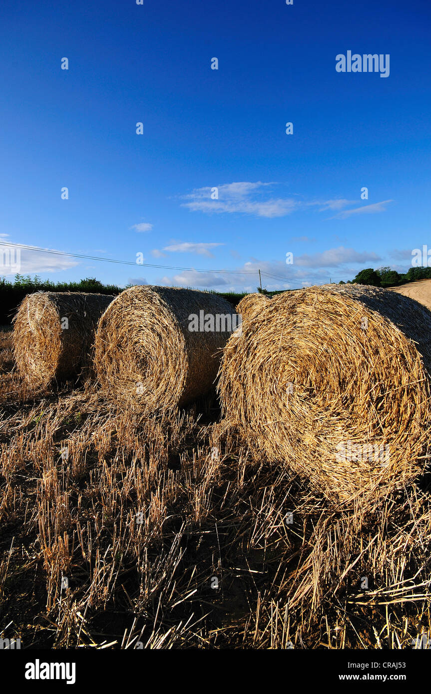 Round bales at harvest time UK Stock Photo