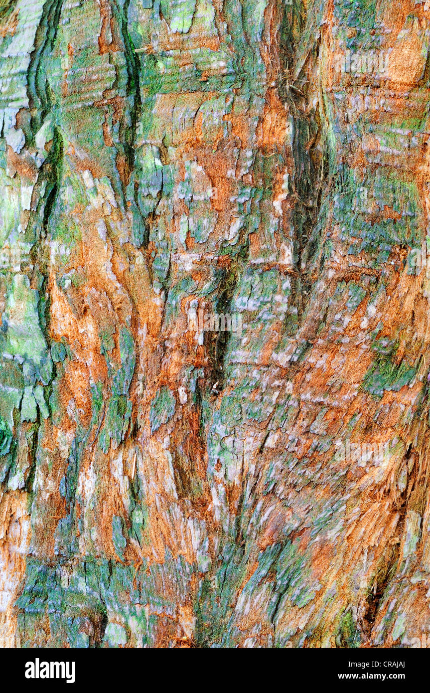 Bark of an old Sequoia (Sequoioideae), Germany, Europe Stock Photo