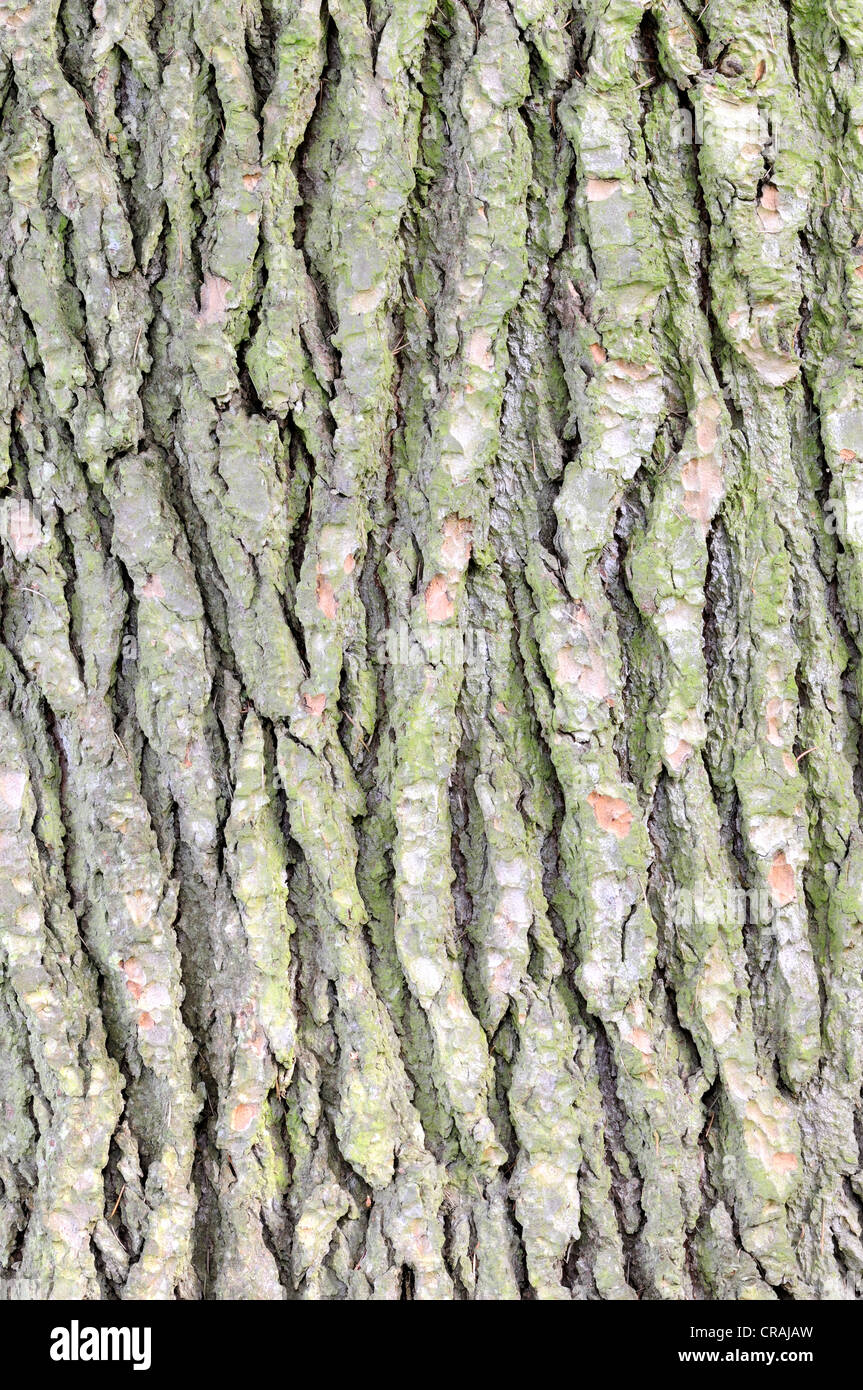 Bark of a Lebanon Cedar (Cedrus libani), Germany, Europe Stock Photo