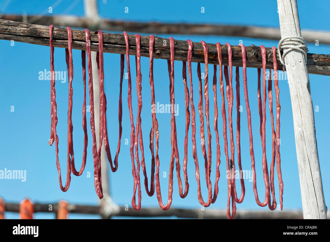 Seal intestine being dried, Inuit settlement of Tiniteqilaaq, Sermilik Fjord, East Greenland Stock Photo
