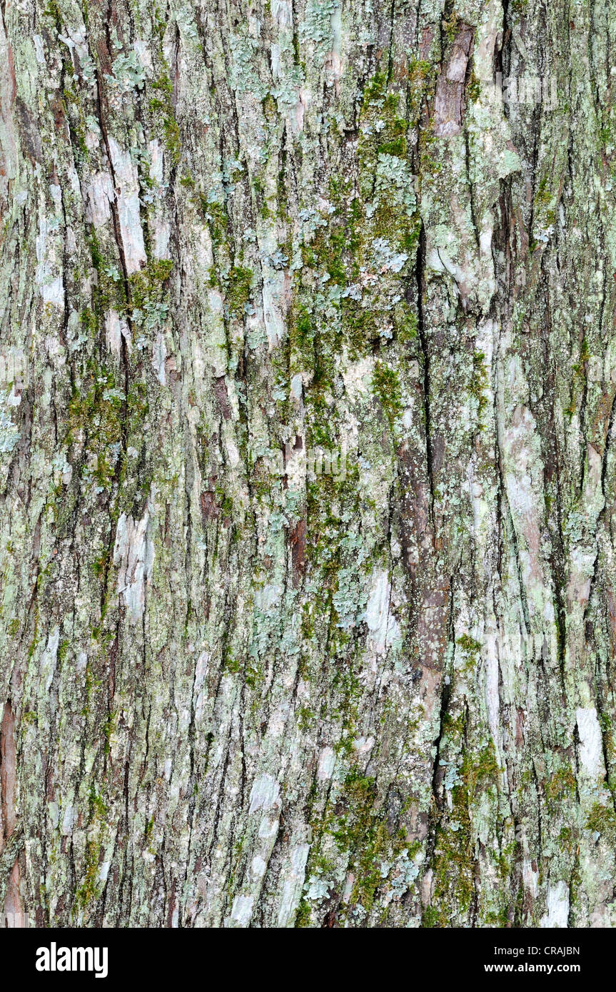 Bark of a Dawn Redwood (Metasequoia glyptostroboides) Stock Photo
