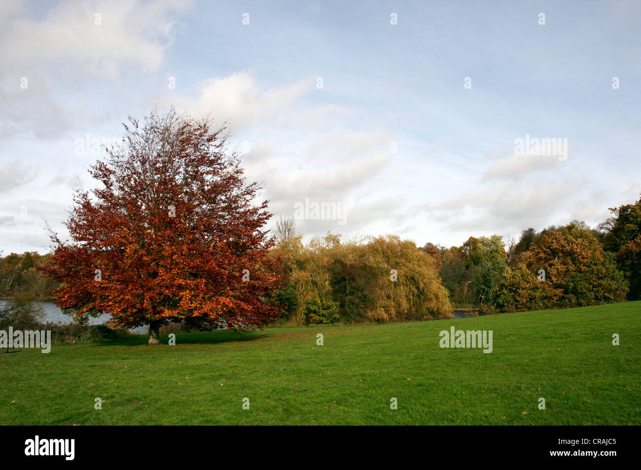 Trees in a park in Autumn Stock Photo - Alamy