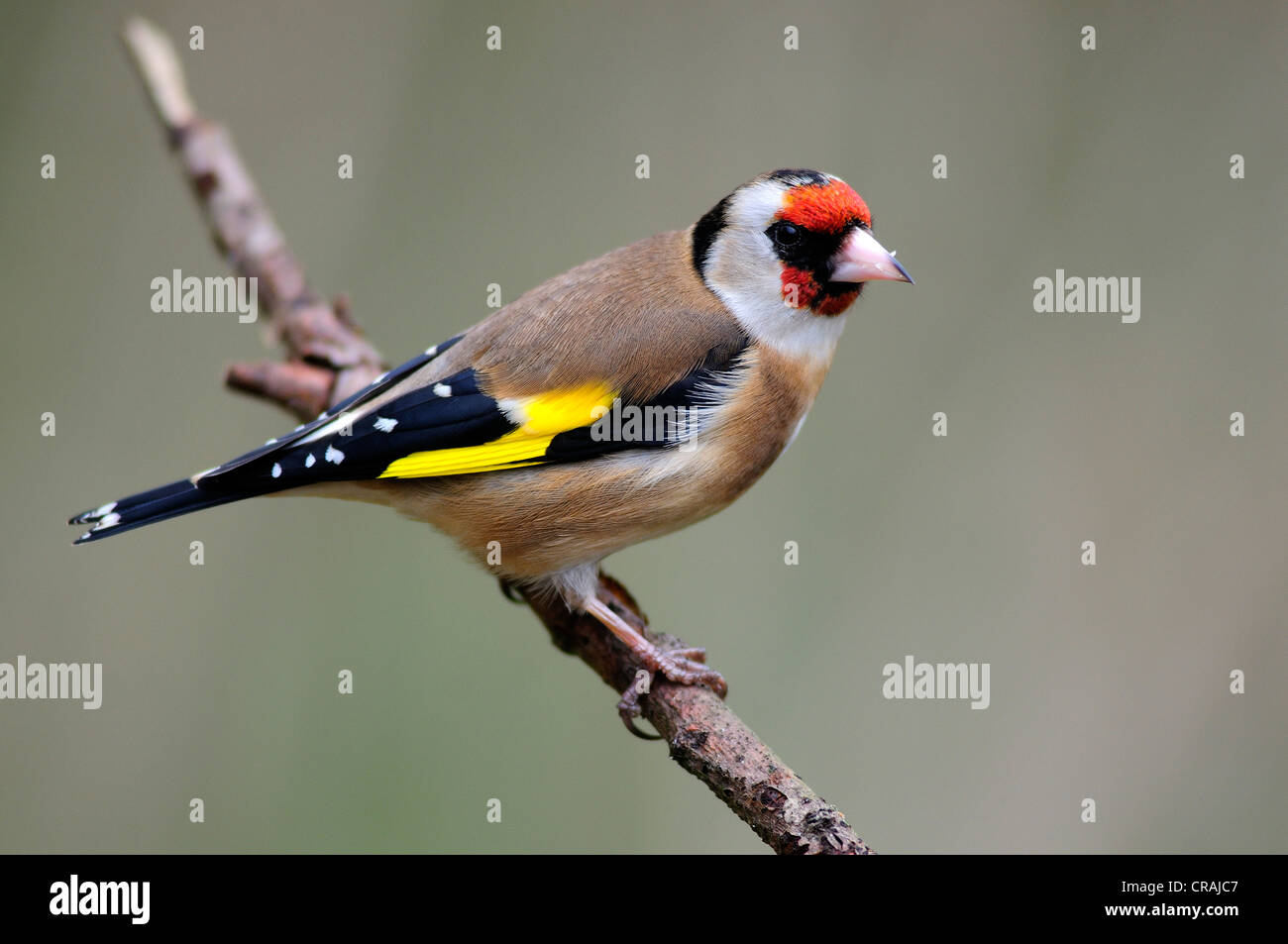 goldfinch Stock Photo