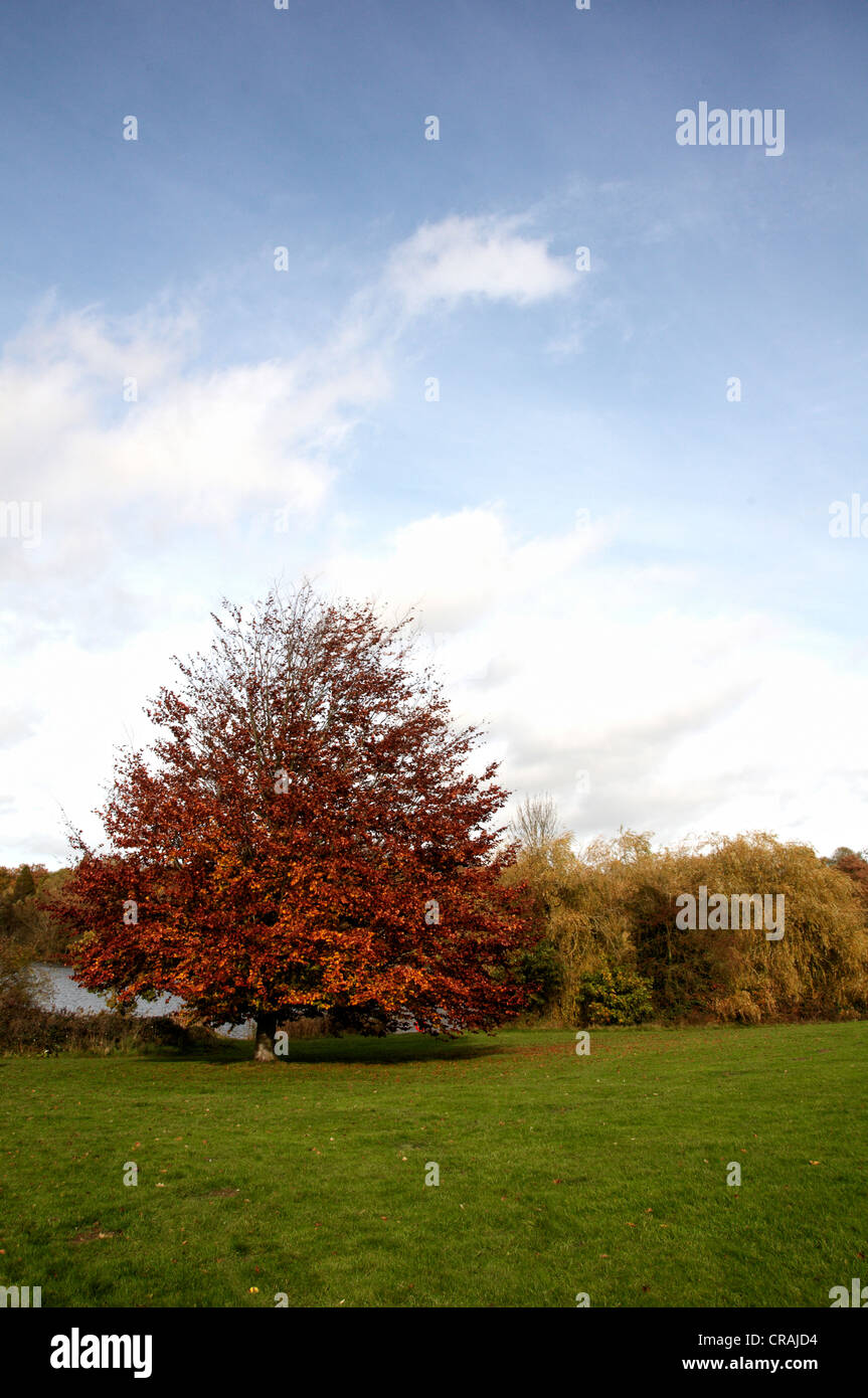 Trees in a park in Autumn Stock Photo - Alamy
