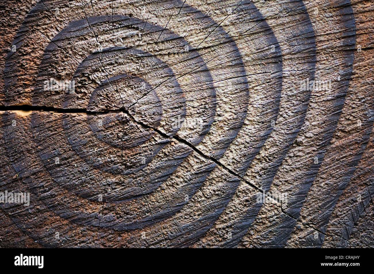 Cut surface of a weathered tree trunk with annual rings Stock Photo - Alamy