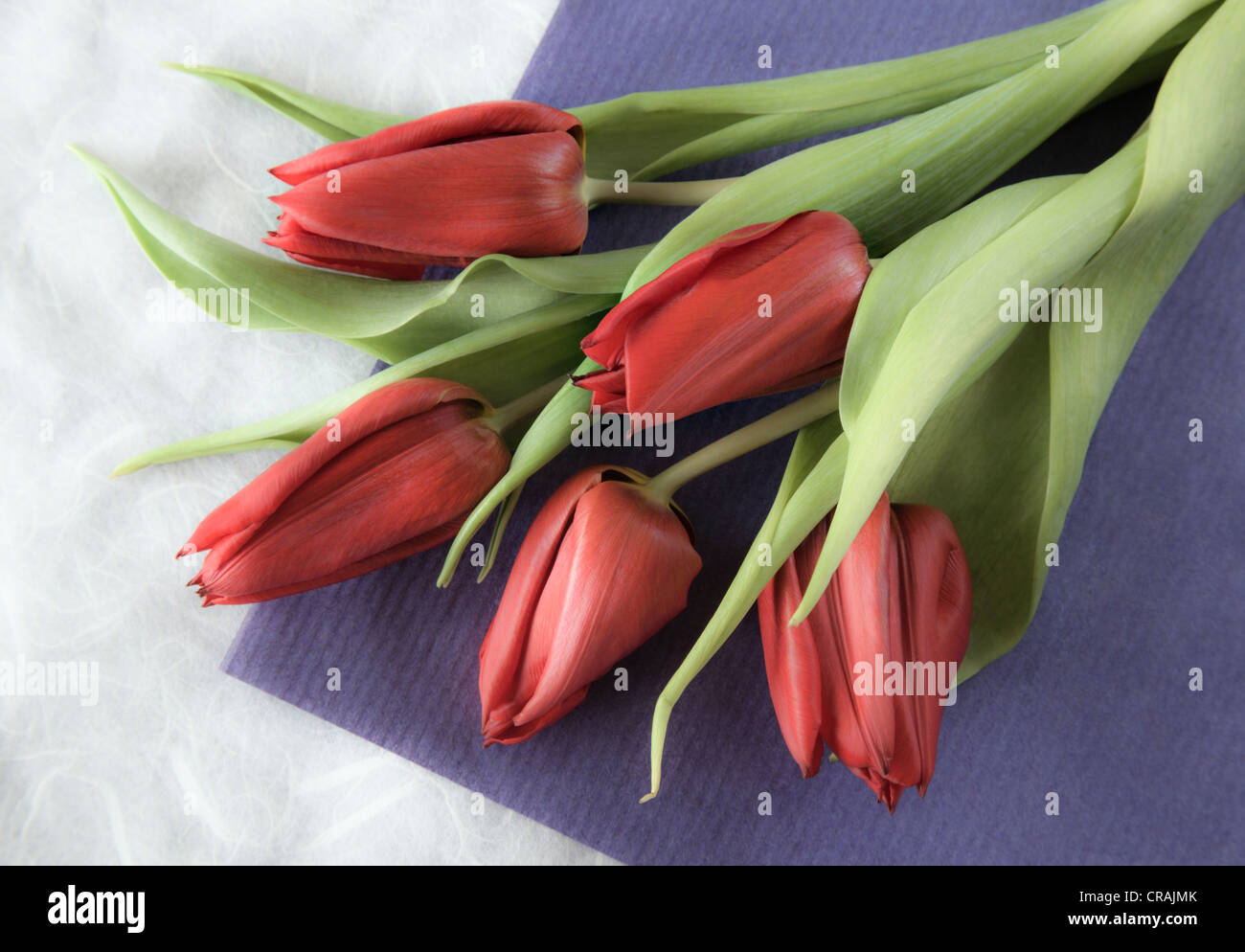 Bunch of red Tulips Stock Photo