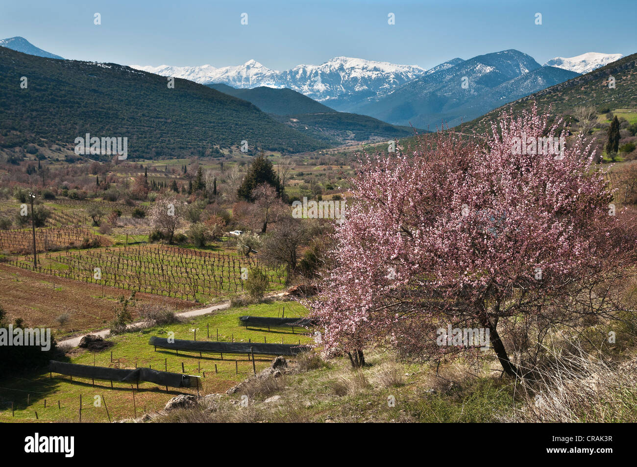 Grape vines and countryside at springtime, near Galatas, Nemea, Korinthia, Peloponnese, Greece Stock Photo
