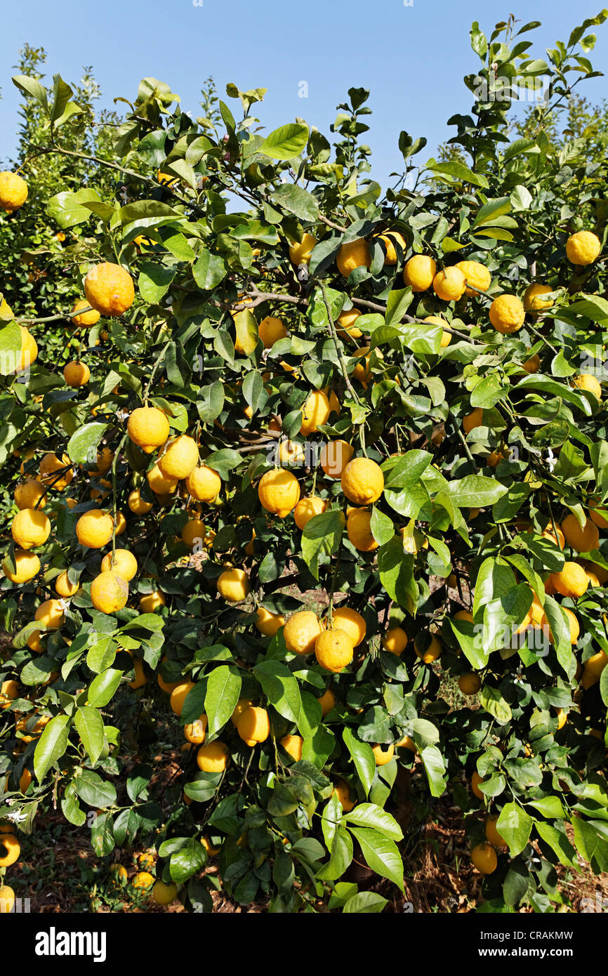 Lemon trees hires stock photography and images Alamy