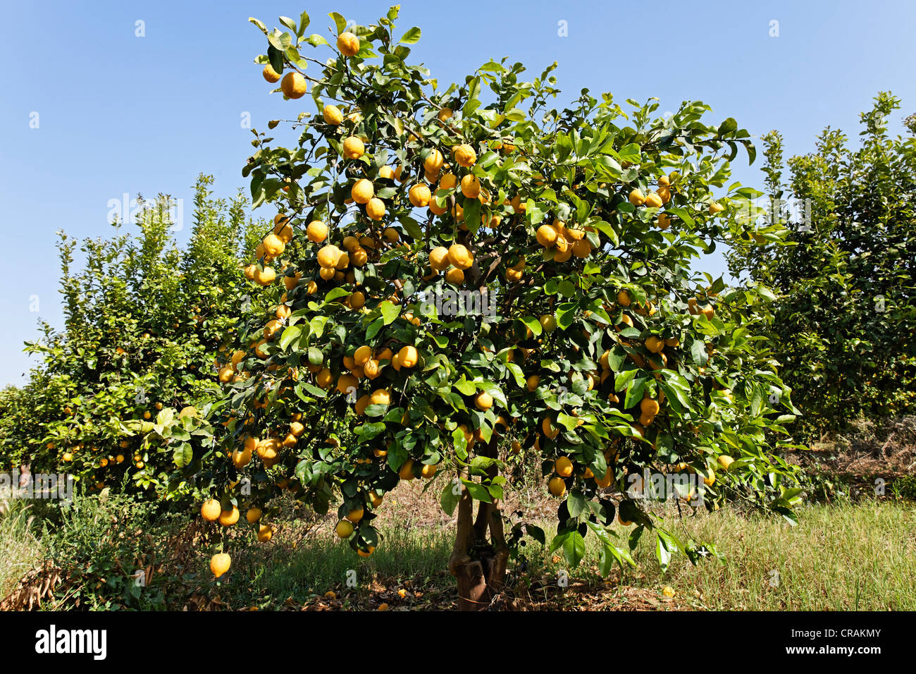 Grove of Lemon (Citrus × limon) trees near of Syracuse, Sicily, Italy, Europe Stock Photo