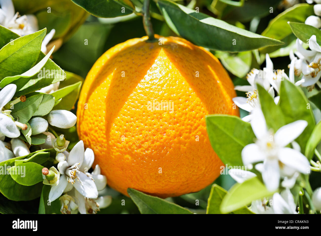 Biodynamic cultivated Orange (Citrus × aurantium) with orange blossoms on an orange tree, Sicily, Italy, Europe Stock Photo