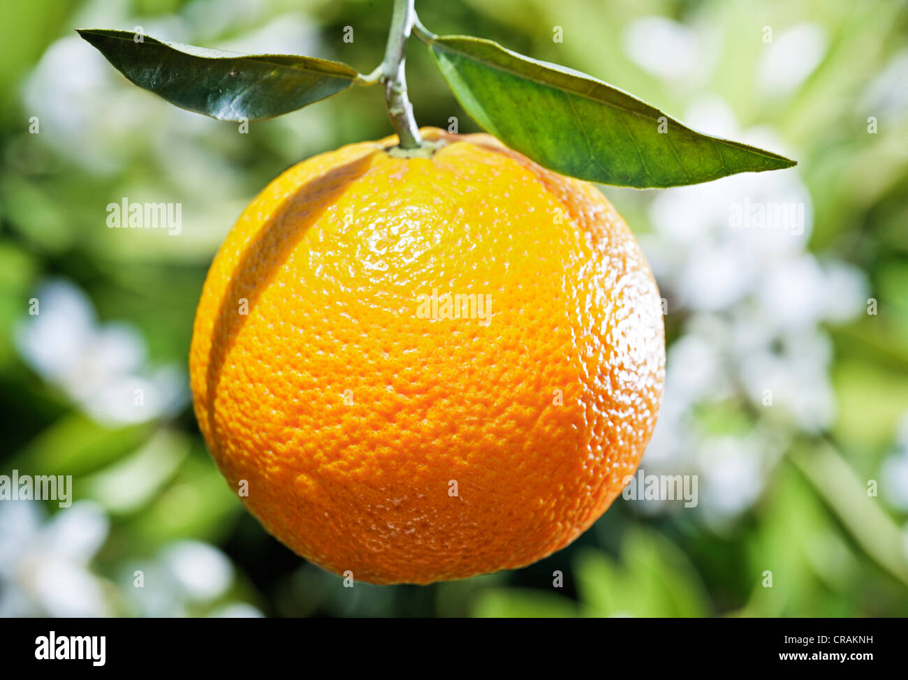 Biodynamic cultivated Orange (Citrus × aurantium) on an orange tree, Sicily, Italy, Europe Stock Photo