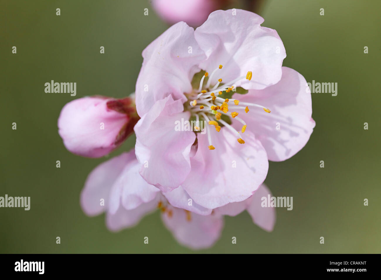 Almond (Prunus dulcis) blossoms Stock Photo