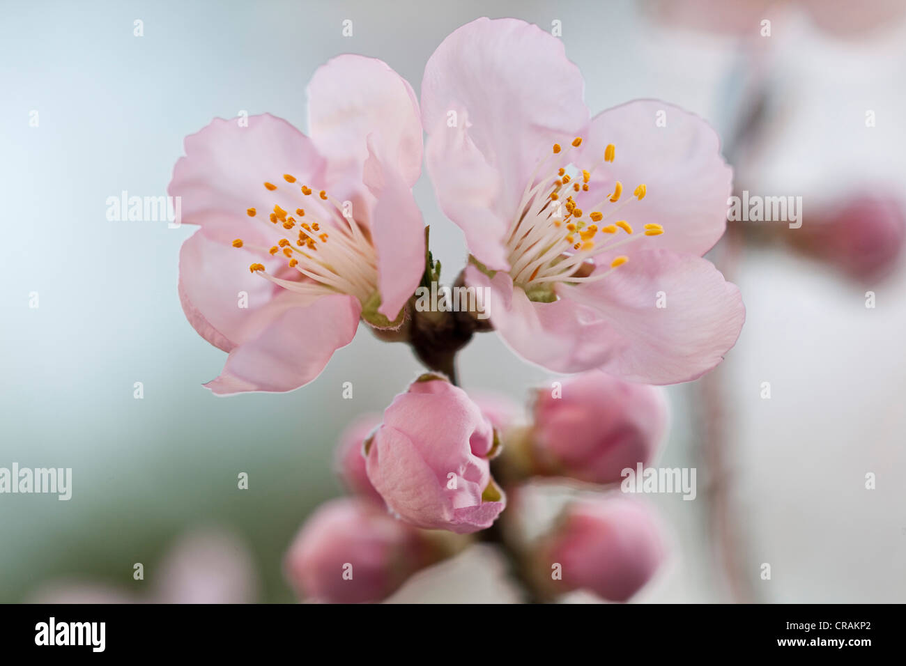 Almond (Prunus dulcis) blossoms Stock Photo