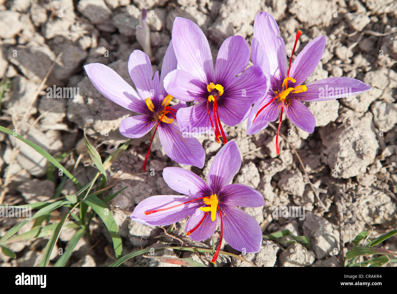 Blooming Saffron Crocus (Crocus sativus) on the small saffron fields of