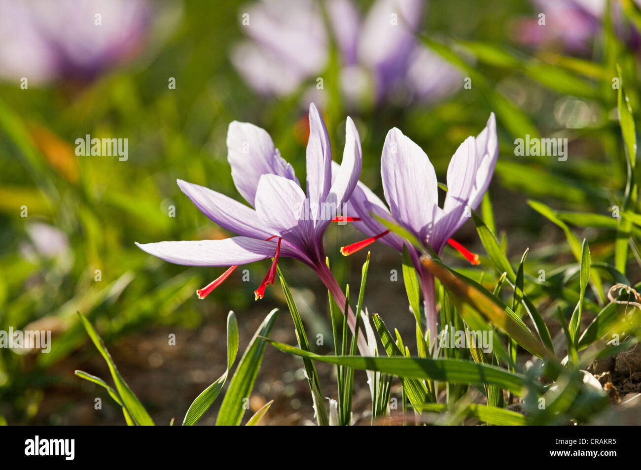 Blooming Saffron Crocus (Crocus sativus) on the small saffron fields of the municipality of Mund