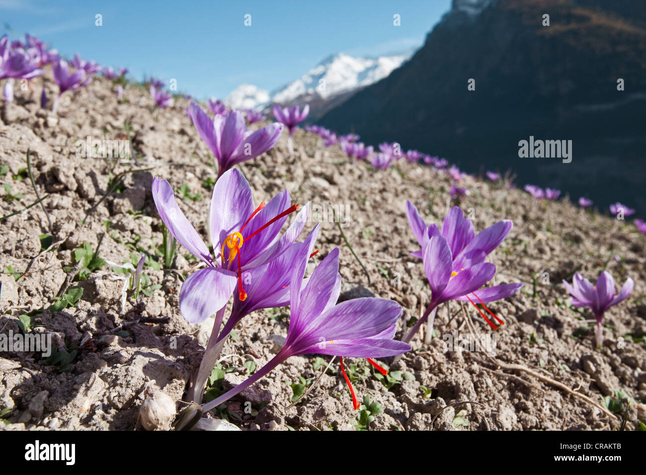 Blooming Saffron Crocus (Crocus sativus) on the small saffron fields of