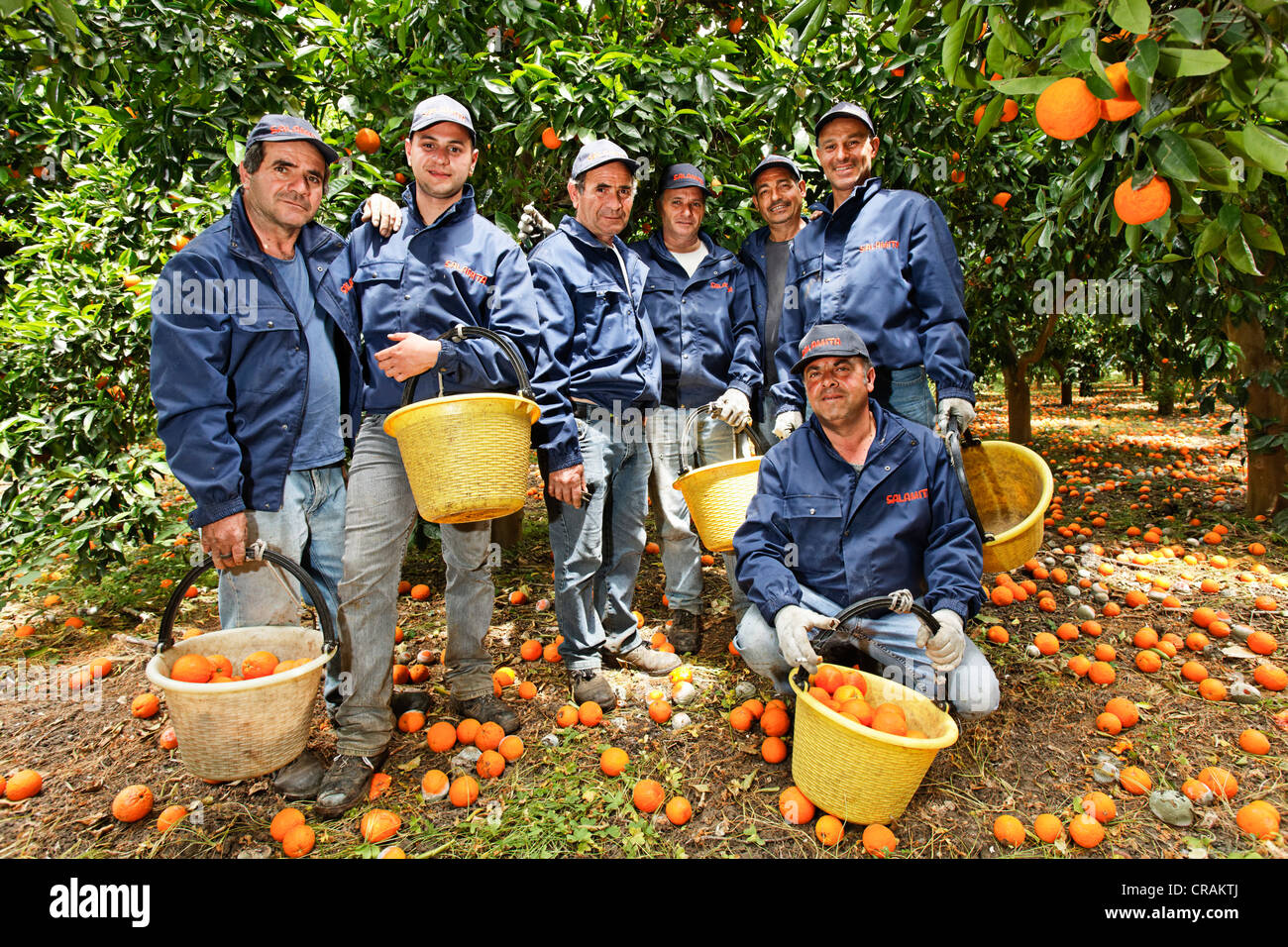 Group photo of Sicilian men in a grove of bio-dynamically grown orange trees, organic oranges, near Syracuse, Syracuse, Italy Stock Photo
