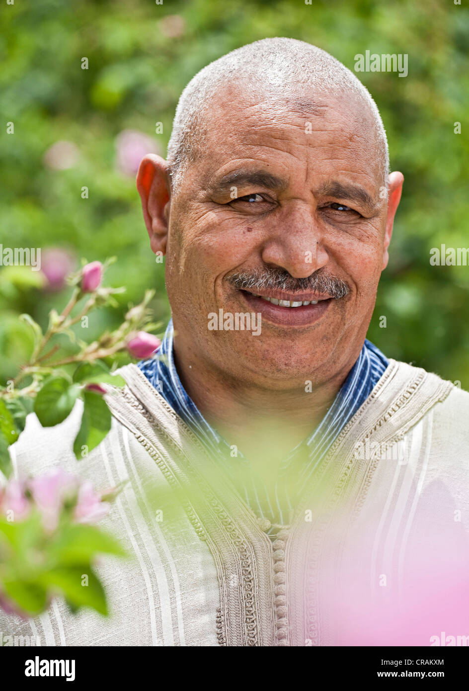 Si Ahmed Ali Elhoucine, owner of part of an oasis where Damask Roses (Rosa damascena) are organically grown, Valley of Roses Stock Photo