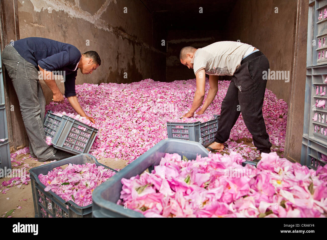 Fresh picked blossoms of organically grown Damask Roses (Rosa damascena) being packed in boxes for transport at a collection Stock Photo