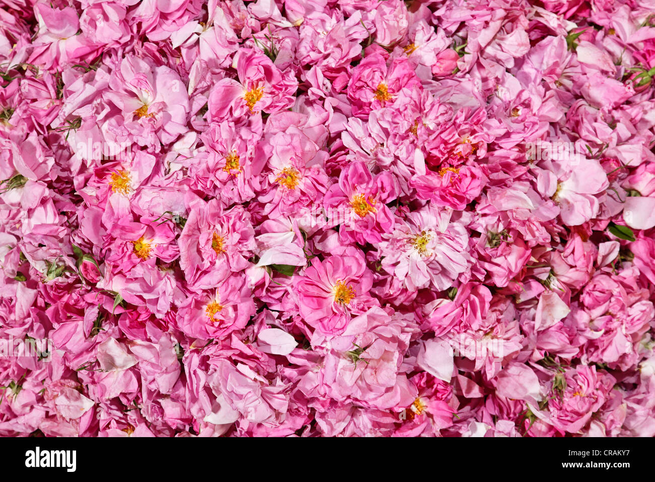 Fresh picked blossoms of organically grown Damask Roses (Rosa damascena) at a collection point in an oasis in the Valley of Stock Photo