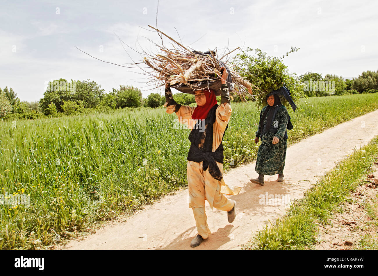 Two women carrying firewood on their heads through the fields of an oasis where Damask Roses (Rosa damascena) are organically Stock Photo