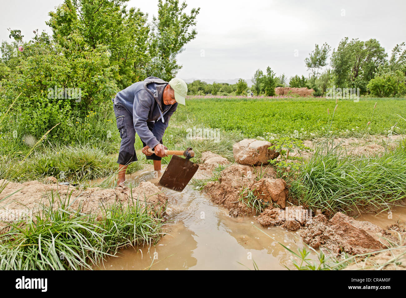 Man digging with a hoe to redirect an irrigation canal in an oasis where Damask Roses (Rosa damascena) are organically grown Stock Photo