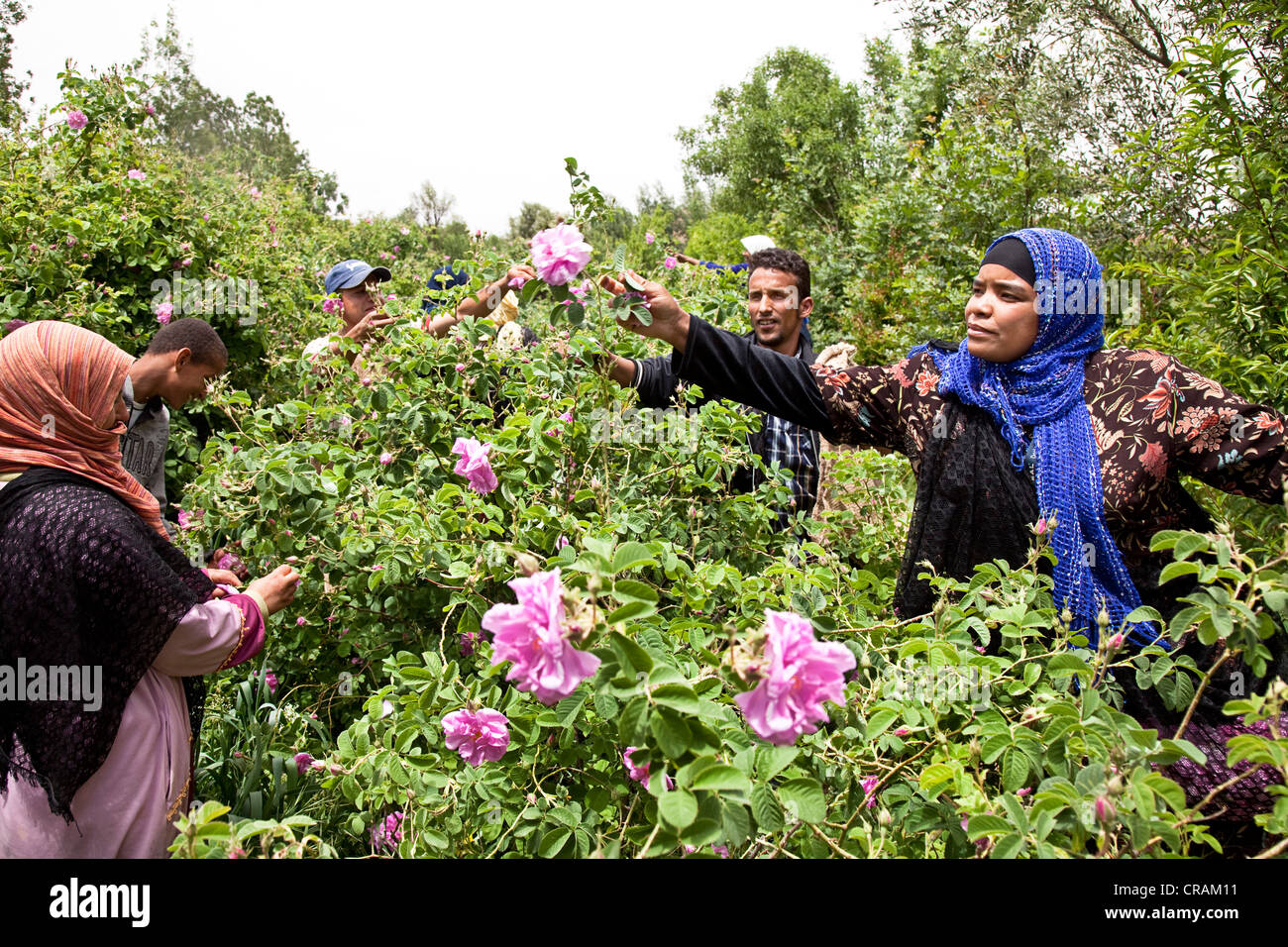 Women from a cooperative picking the blossoms from organically grown shrubs of Damask Roses (Rosa damascena) for the production Stock Photo