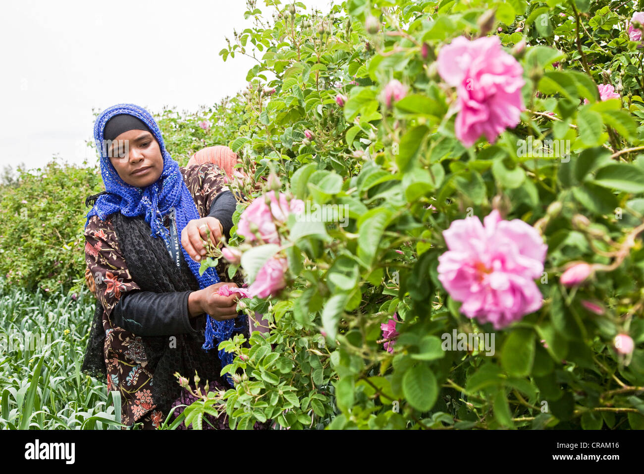 Woman from a cooperative picking the blossoms from organically grown shrubs of Damask Roses (Rosa damascena) for the production Stock Photo