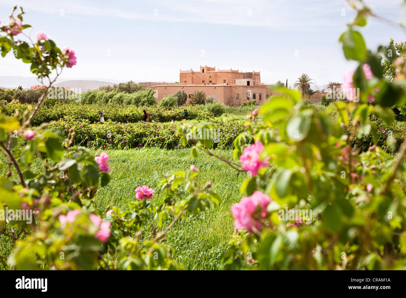 Shrubs of blooming Damask Roses (Rosa damascena) in front of a Kasbah made of clay in the Valley of Roses, Dades Valley Stock Photo