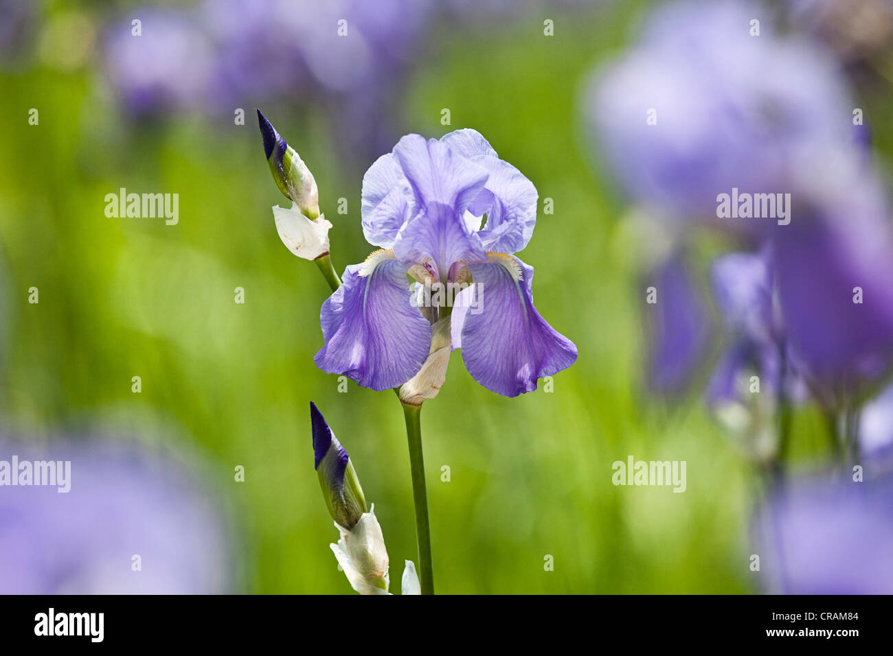 Blooming field of German Iris (Iris germanica), cultivated bio-dynamically in the mountains of the border area of Tuscany and Stock Photo
