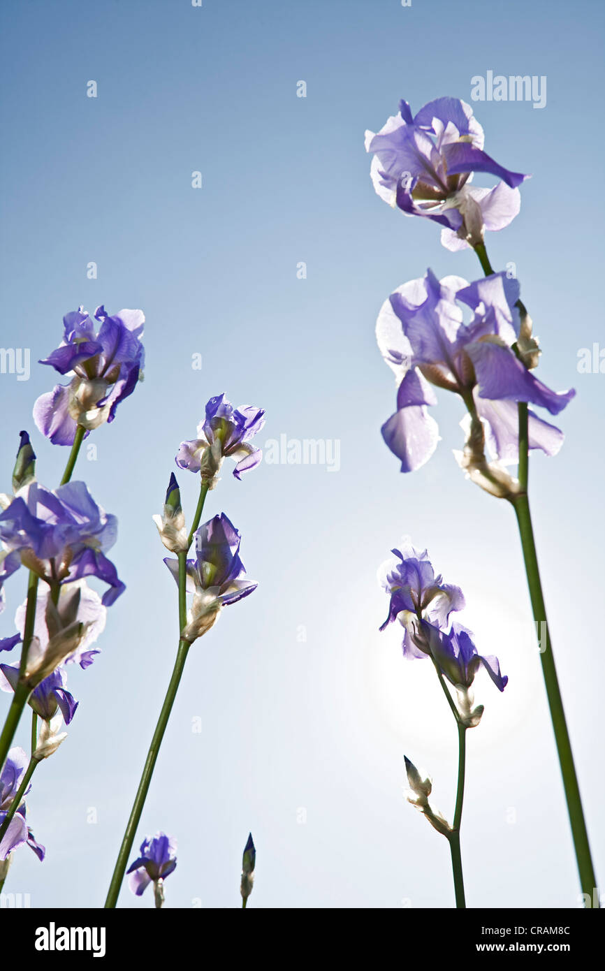 Blooming German Irises (Iris germanica), cultivated bio-dynamically in the mountains of the border area of Tuscany and the Stock Photo