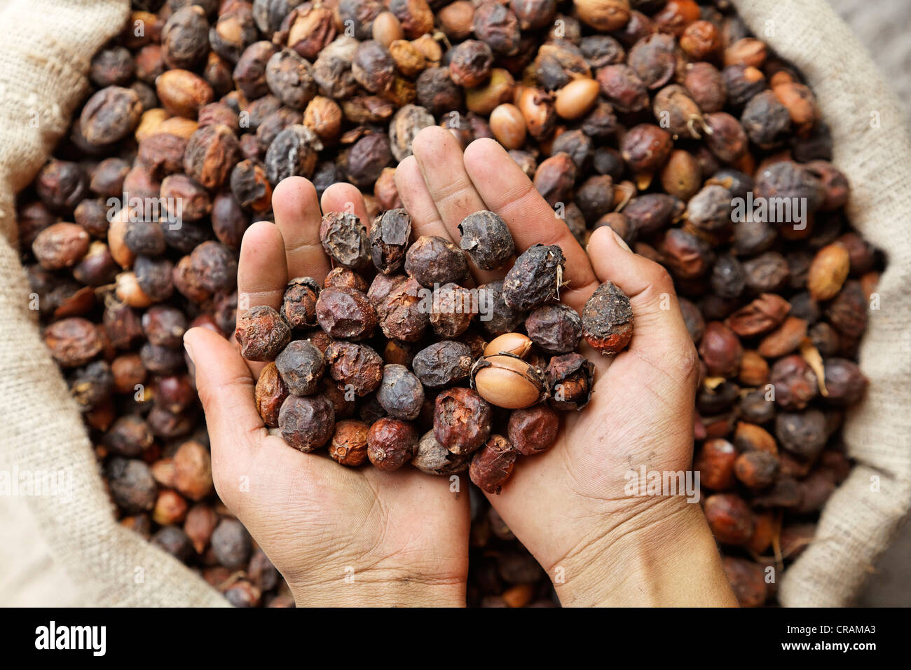 An argan oil producer controlling with his hands the delivered Argan (Argania spinosa) nuts, near Essaouira, Morocco, Africa Stock Photo