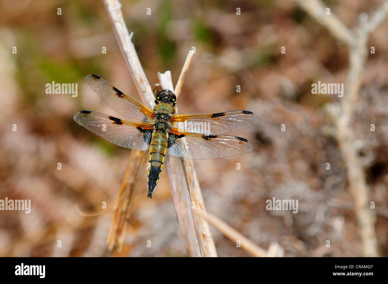 A four-spotted chaser dragonfly at rest UK Stock Photo