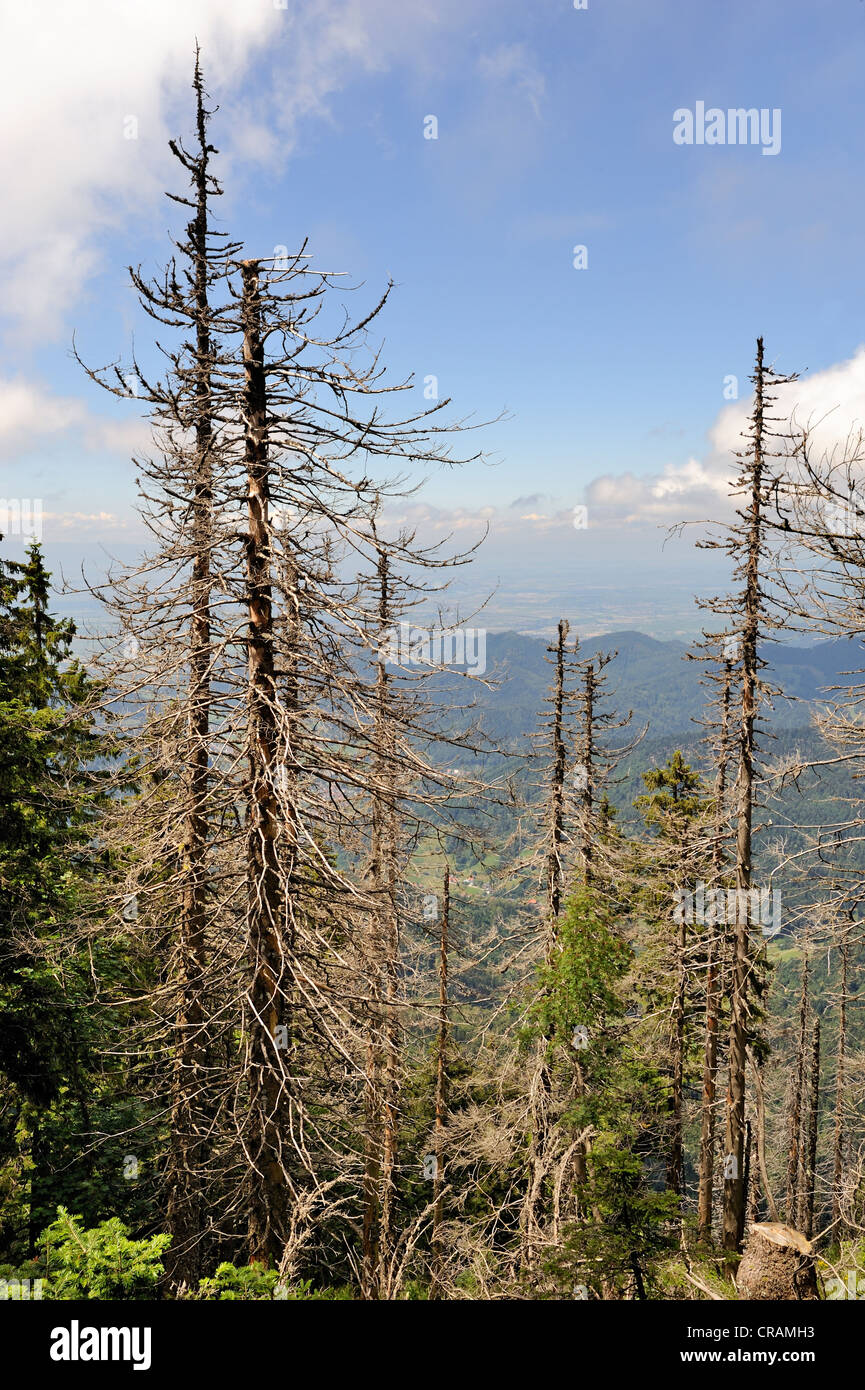 Dead spruce (Picea), caused by bark beetles (Scolytinae) on Mt Belchen, 1414m, Breisgau region, Upper Black Forest region Stock Photo