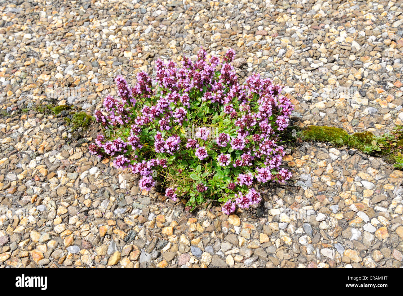 Large Thyme (Thymus pulegioides), growing from a crack in a tarmacked road, Germany, Europe Stock Photo