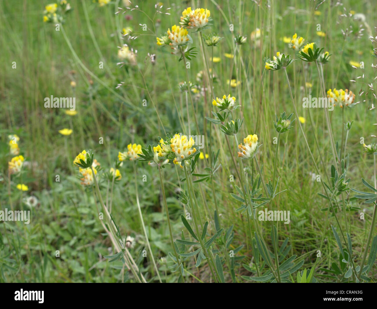 woundwort, common kidneyvetch, kidney vetch / Anthyllis vulneraria / Echter Wundklee Stock Photo