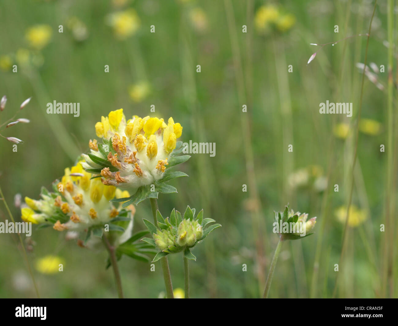 woundwort, common kidneyvetch, kidney vetch / Anthyllis vulneraria ...