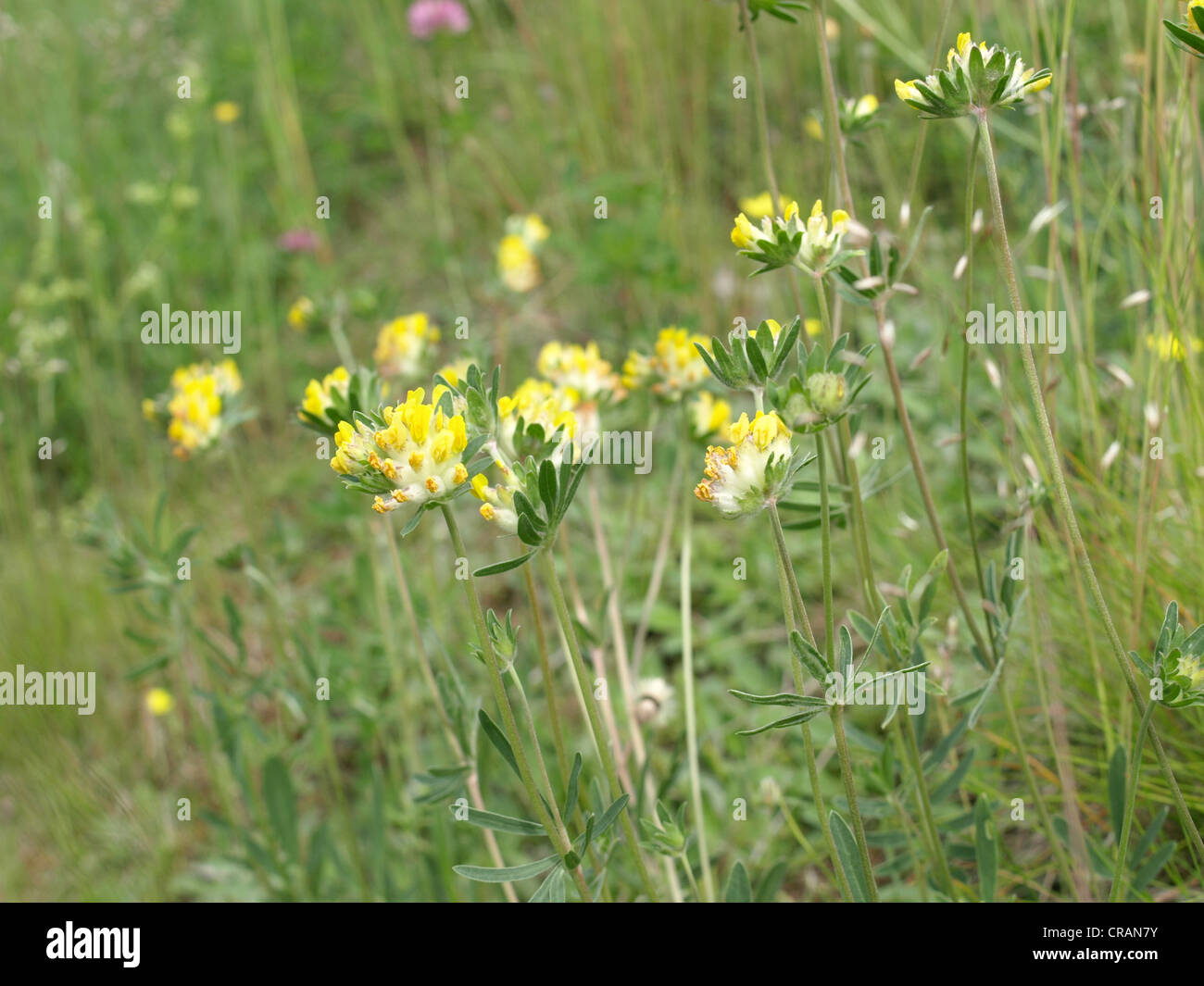 woundwort, common kidneyvetch, kidney vetch / Anthyllis vulneraria / Echter Wundklee Stock Photo