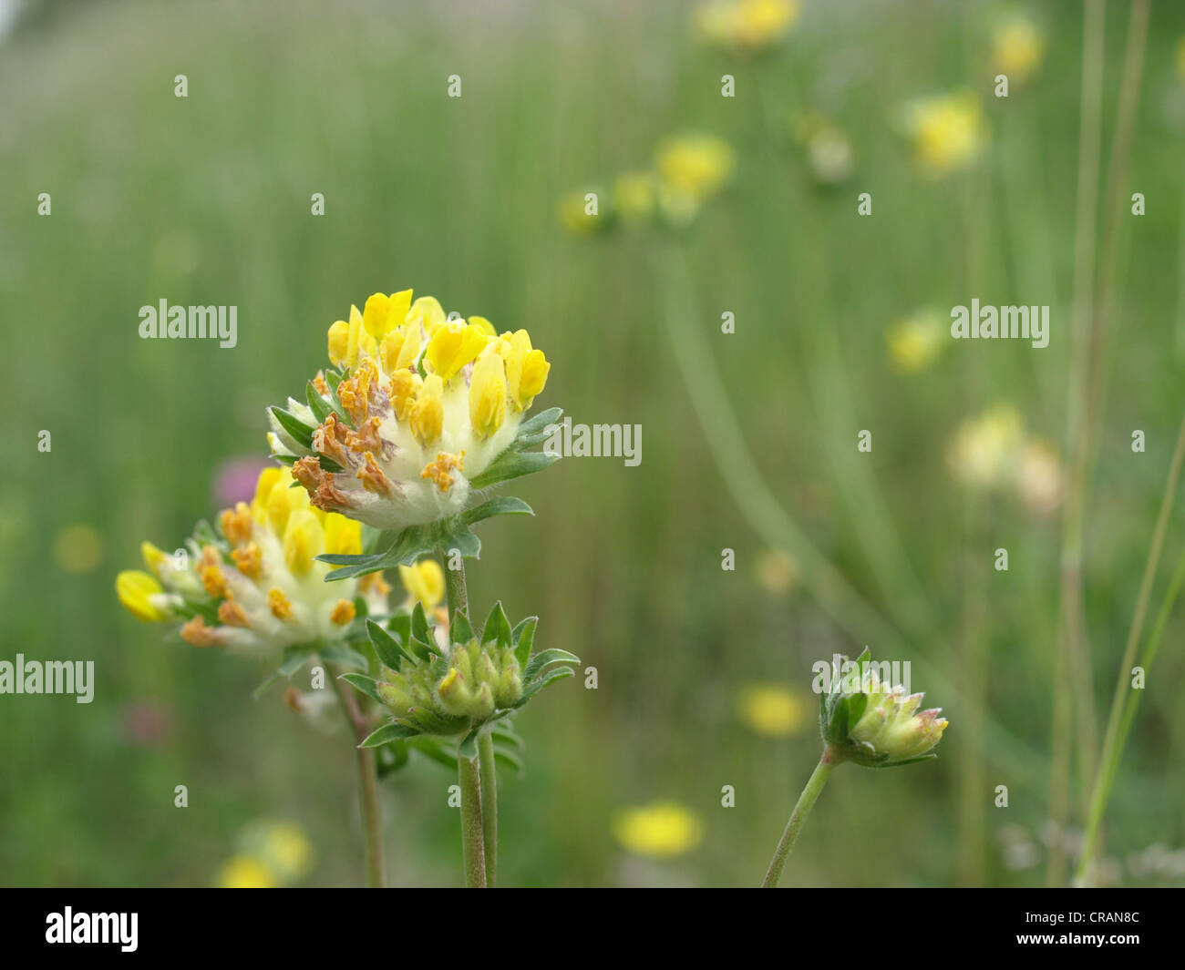 woundwort, common kidneyvetch, kidney vetch / Anthyllis vulneraria ...