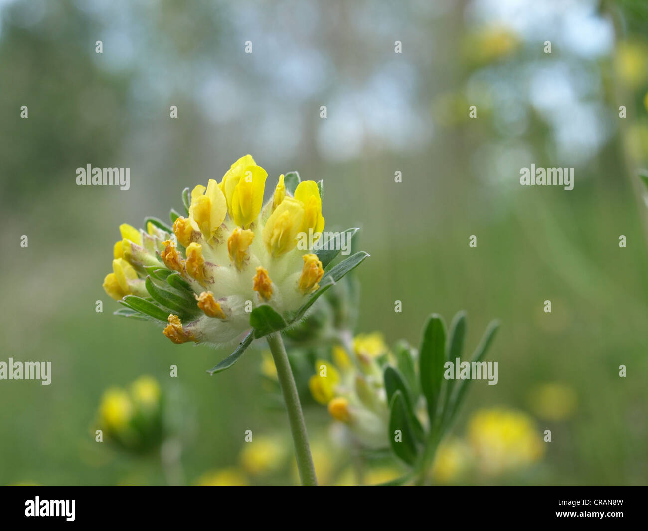 woundwort, common kidneyvetch, kidney vetch / Anthyllis vulneraria / Echter Wundklee Stock Photo