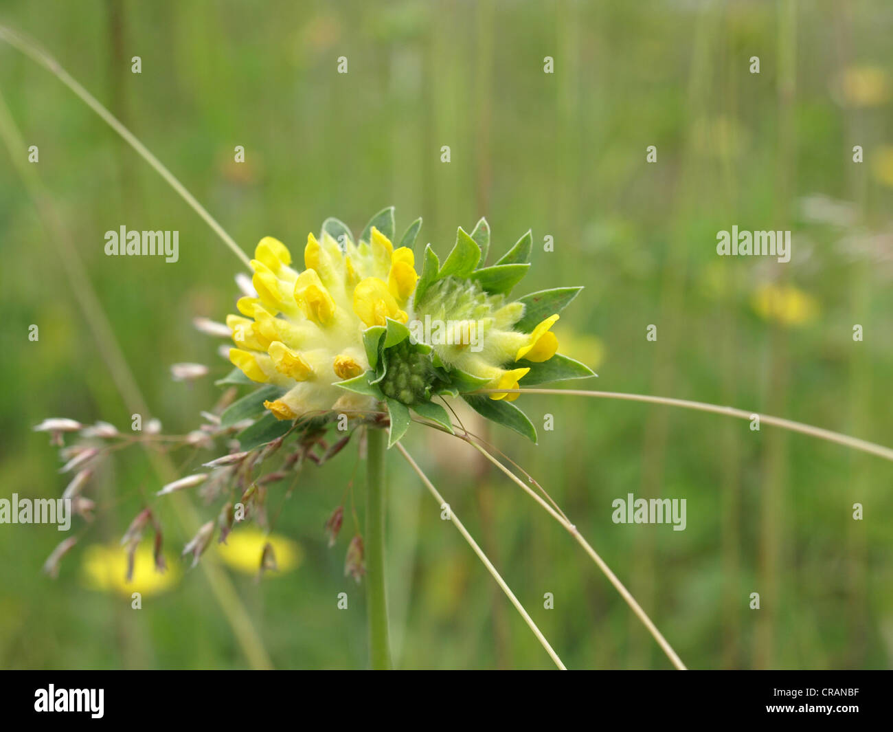 woundwort, common kidneyvetch, kidney vetch / Anthyllis vulneraria ...