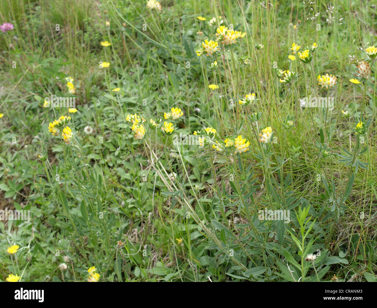 woundwort, common kidneyvetch, kidney vetch / Anthyllis vulneraria / Echter Wundklee Stock Photo