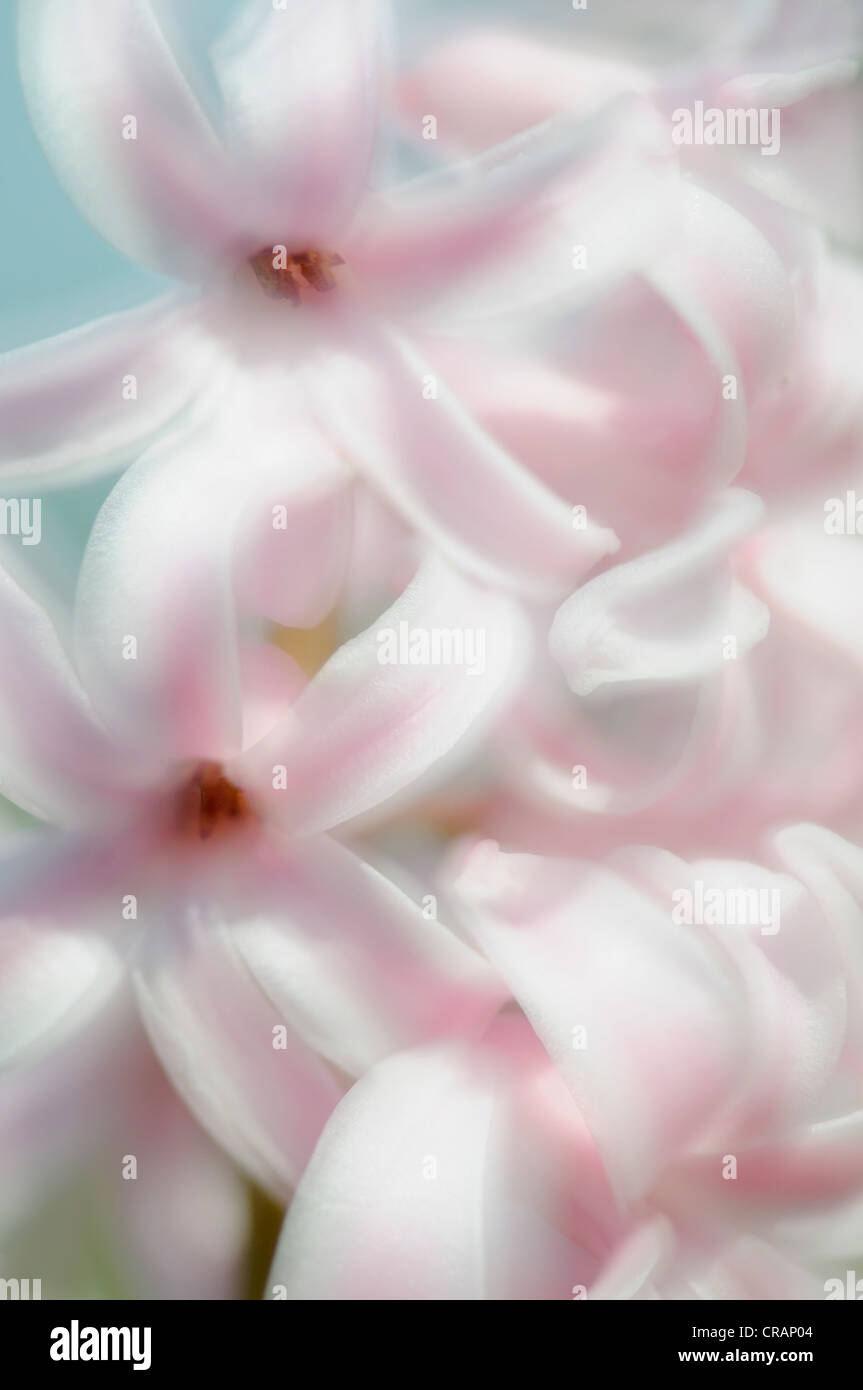Hyacinth (Hyacinthus), pink, white, detail Stock Photo Alamy