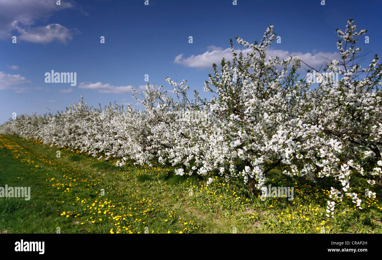 Blooming orchard hi-res stock photography and images - Alamy