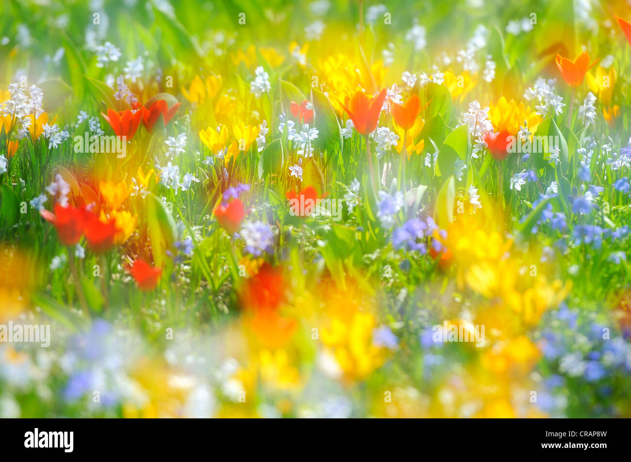 Spring meadow with tulips (Tulipa), crocus (Crocus), and squills (Scilla) Stock Photo