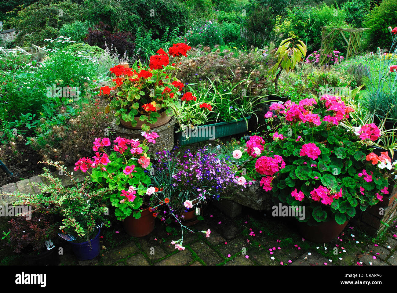 A colourful corner of a cottage garden UK Stock Photo