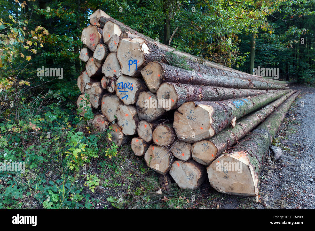 Piled logs near Mainhardt, Hohenloher Level, Baden-Wuerttemberg, Germany, Europe Stock Photo